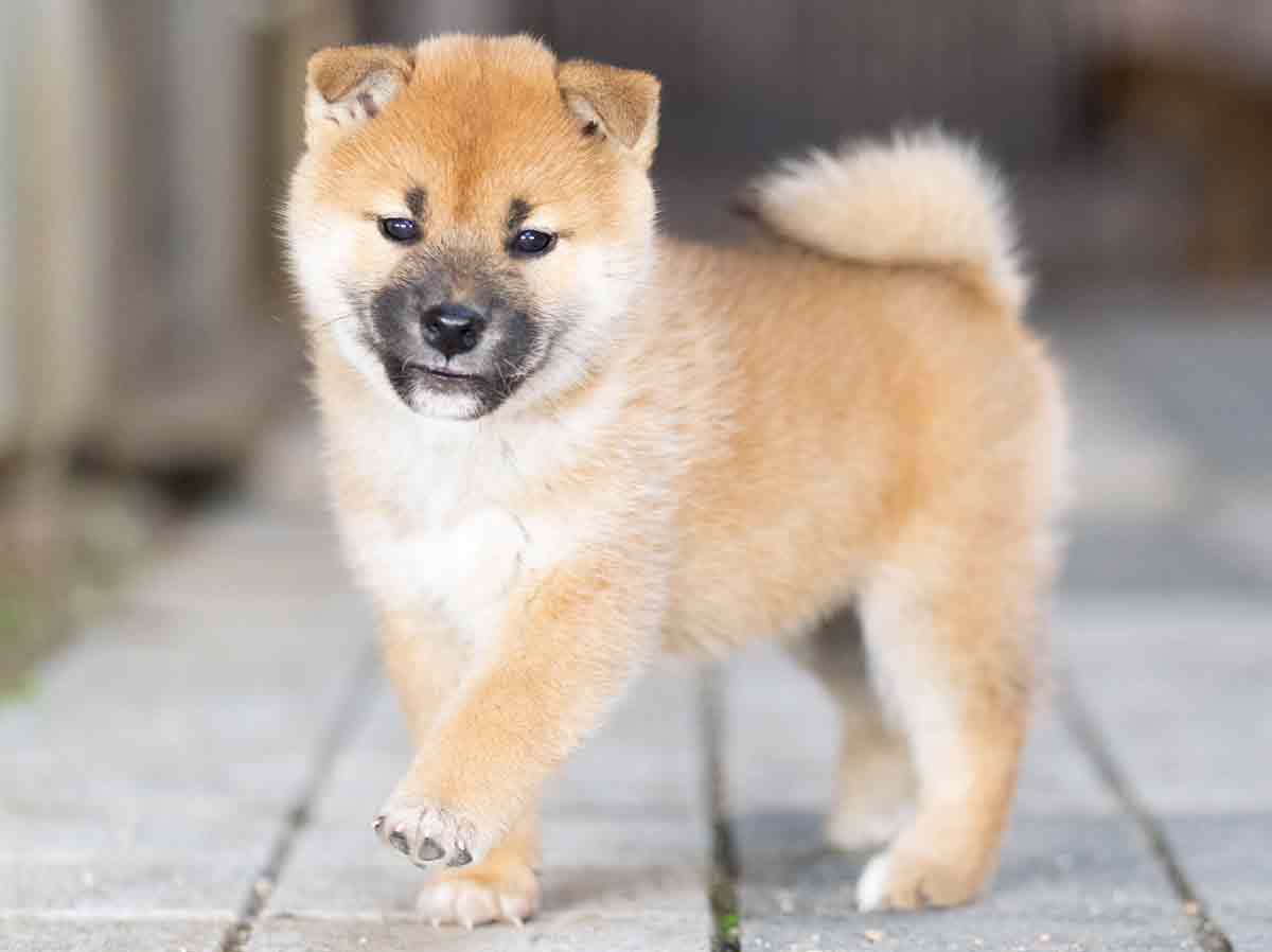 芝犬です。 芝犬です。 A dog that says