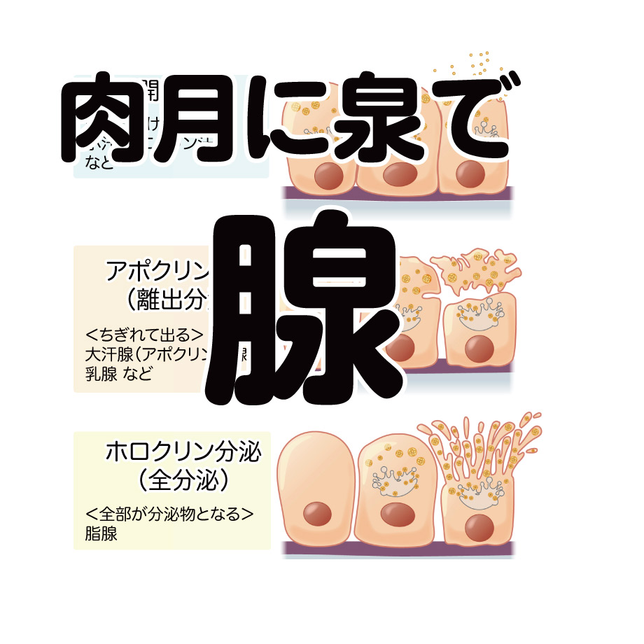 江川 敦志 「なでしこ」