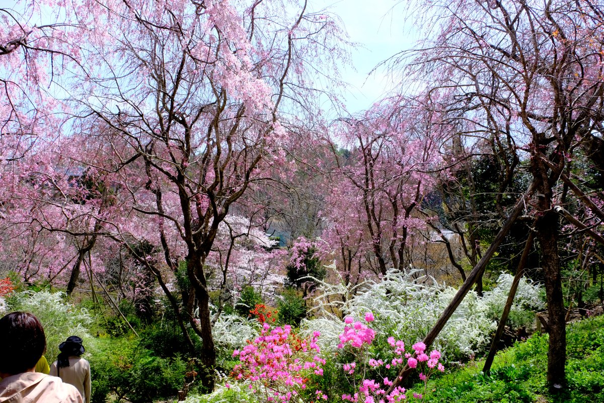＃京の桜だより 11 4/6 ＃原谷苑 は花盛り 洛北、金閣寺よりも北にある農園の桜苑です。 行った時は千五百円でしたが、曜日と咲き具合によって変動します。 降るような八重紅枝垂れ他、たくさん