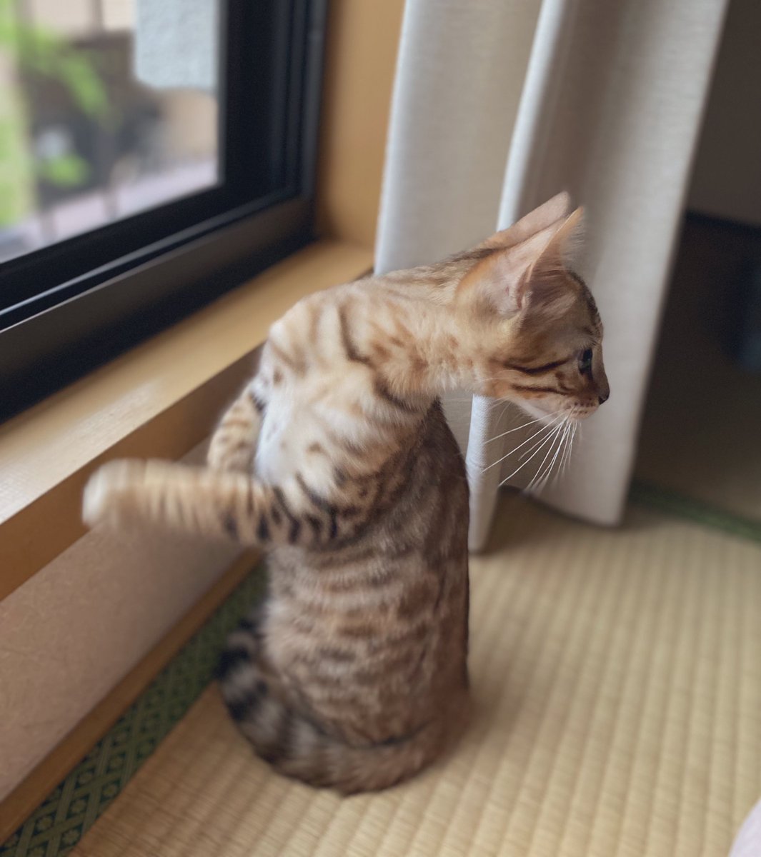 ごはんできたよー！！
て呼ばれた時の猫