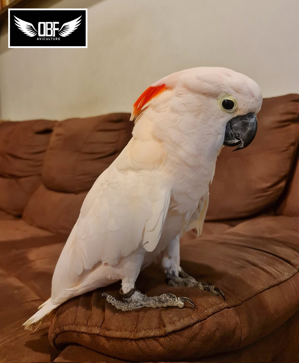 OBF_Aviculture's tweet image. Meet Sakura, one of our beloved Moluccan Cockatoos 💕✨

#OBFAviculture #MoluccanCockatoo #Cacatuamoluccensis #SalmonCrestedCockatoo #Moluccan #Cockatoo