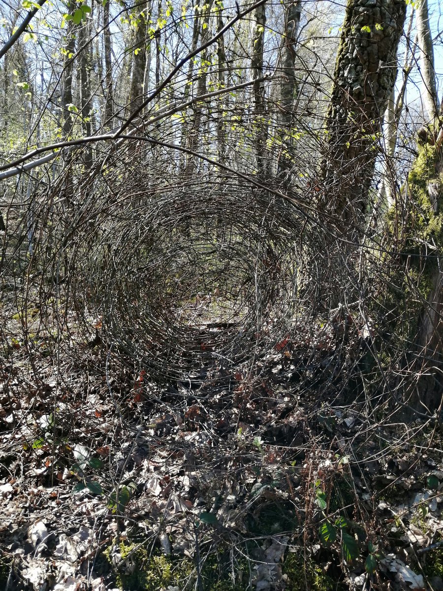 deceiving_elf's tweet photo. A gateway into fairyland. ☀️🏞️🧚‍♂️ #easterwalk #magicinthewoods https://t.co/0Bd4dlSRwk