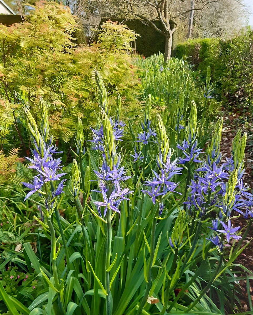 GwentNGS's tweet photo. GLEBE HOUSE, Llanvair Kilgeddin is opening its garden this weekend, on Saturday, 23rd and Sunday, 24th, from 2-6pm.
This supremely elegant garden has been expertly curated and offers a wonderful display of bulbs and early perennials in a beautiful country setting. https://t.co/0DvVbNqTHF