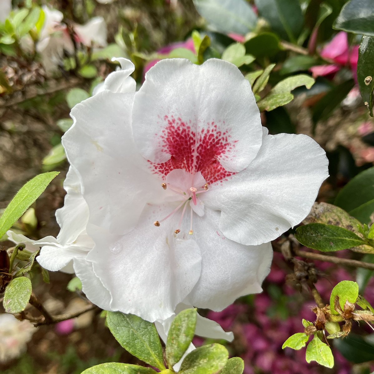 My brother’s gorgeous Tamborine Mountain garden. A place to breath out. #garden #camellias #azalea #tamborinemountain