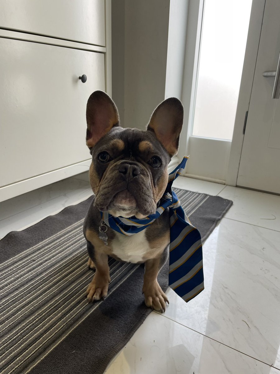 heidialsadon's tweet photo. @MountSpinkhill this is our french bulldog Pierre, he is 7 month old and quite the poser 💙💛#mountpets https://t.co/OeEa8SMDDd