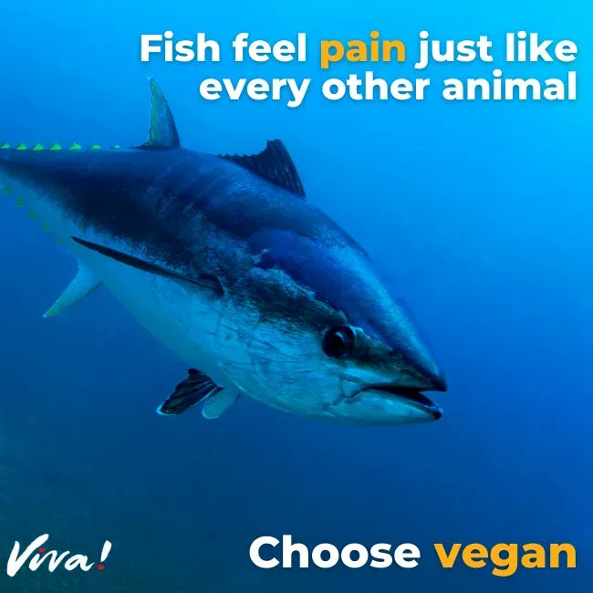 Comment a '💙' to spread the word that fish feel pain too!

Not only do they often meet a painful death through suffocation, farmed fish suffer a life of being infested with parasites. Choose the kinder option, choose vegan!👉 viva.org.uk/going-vegan 

#GoVegan #FishFeelPain