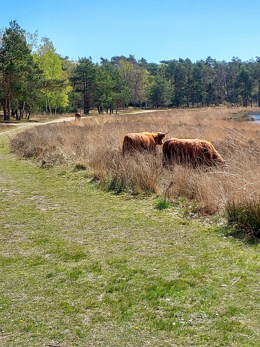 chanhoed's tweet photo. #scottishhighlanders π https://t.co/X1K4EdHRAv