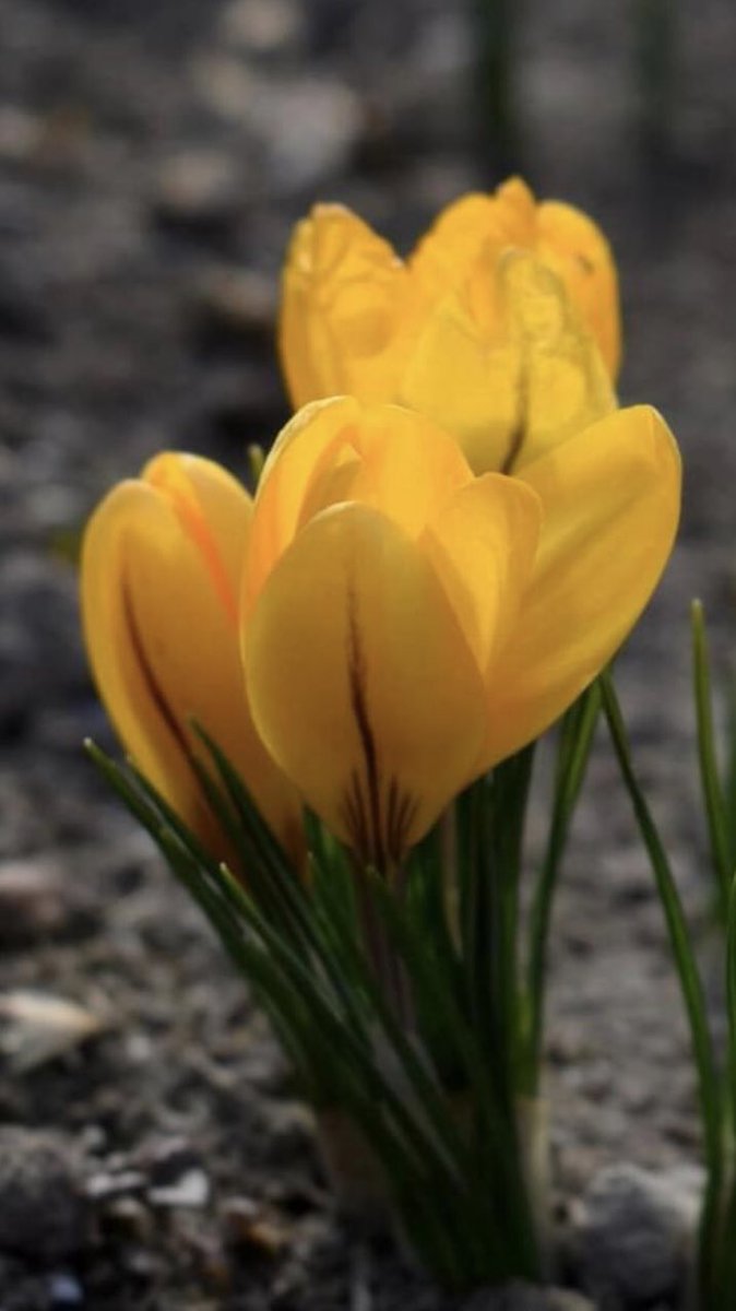 AtwLuv's tweet image. #BeautifulSpring💛💚💛