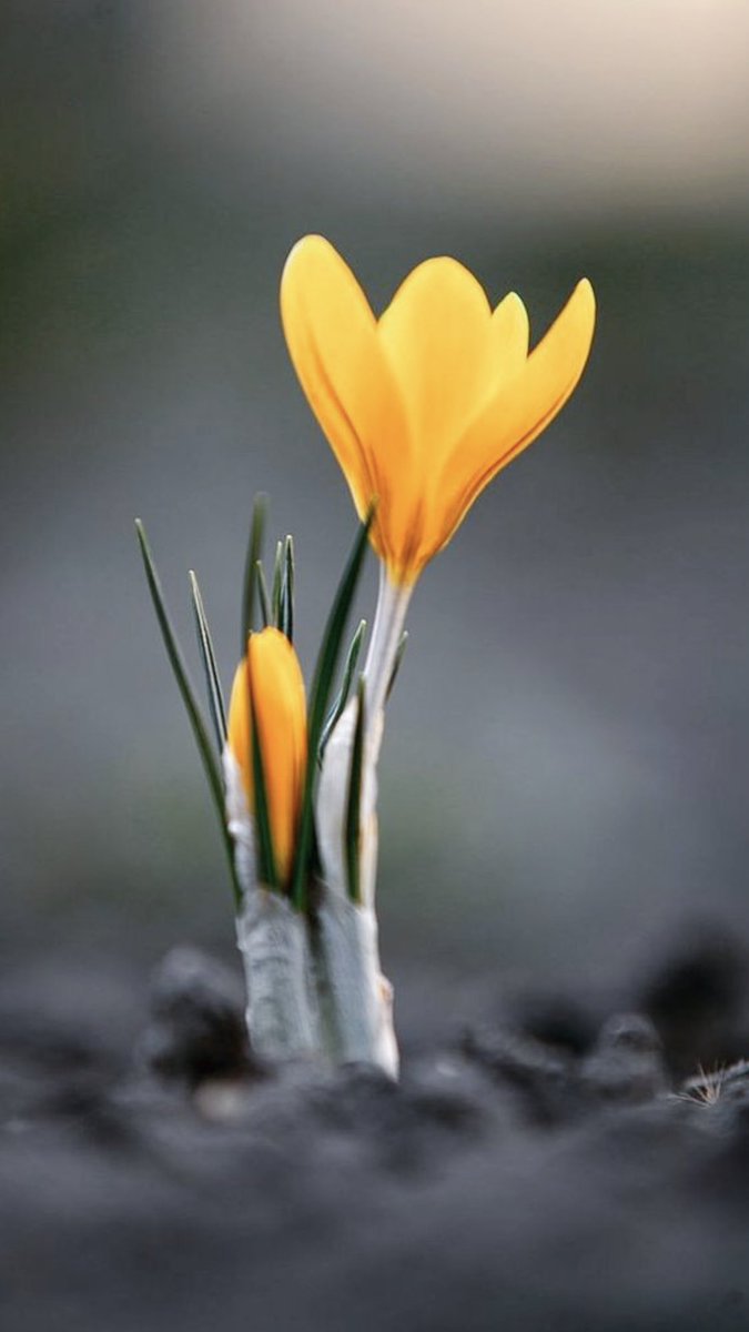 AtwLuv's tweet image. #BeautifulSpring💛💚💛