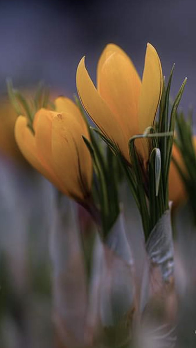 AtwLuv's tweet image. #BeautifulSpring💛💚💛