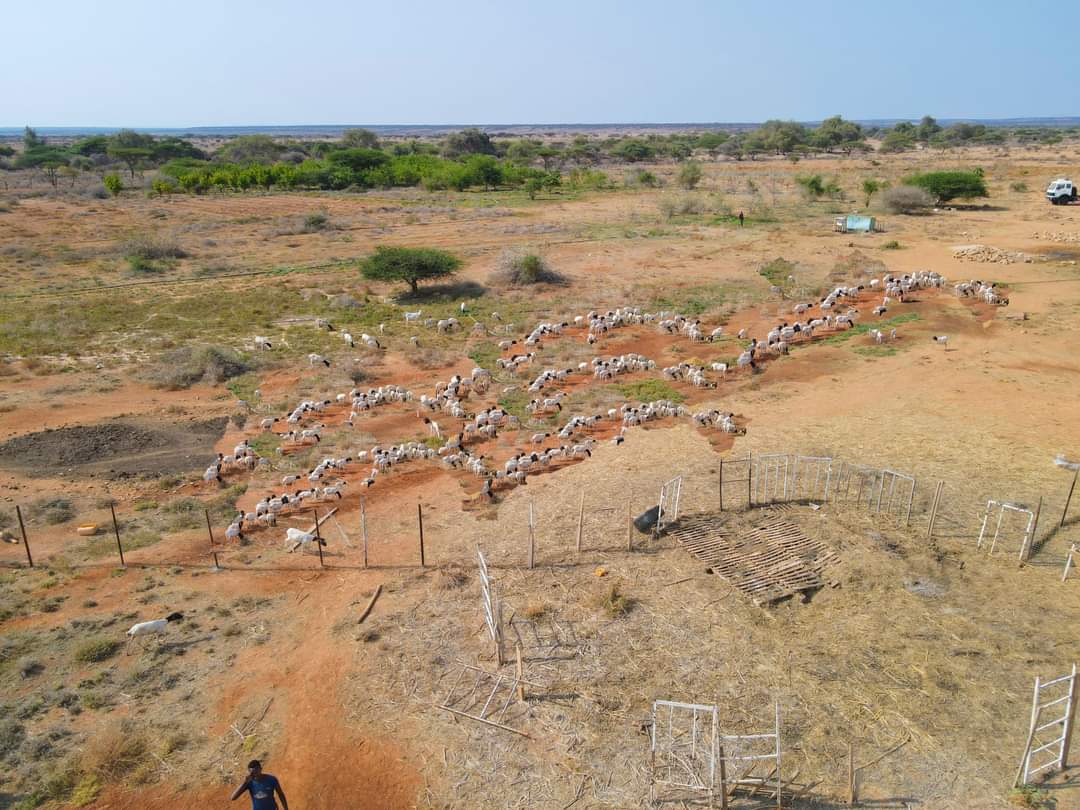 Agro -Productive sector of Sool , Sanaag & Cayn Northern Unionist Provinces of Somalia 🇸🇴 🌍 @_AfricanUnion @IGADSomalia @AfDB_Group 
#Somalia #TheHornofAfrica