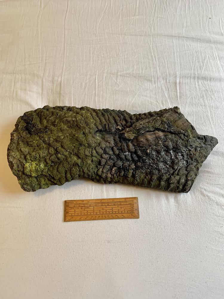 EastEndRetro's tweet photo. Can any one please tell me what this might be?  
#Archaeology #fossils https://t.co/LyiXXYXFnc
