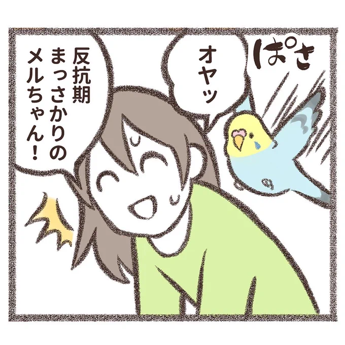 過去のマンガをインスタにアップしました⤴️
腰を痛めた飼い主に小鳥たちからプレゼントが?!🎁

こちらからチェック💁‍♀️↓↓
https://t.co/ScI4XGMJOV 