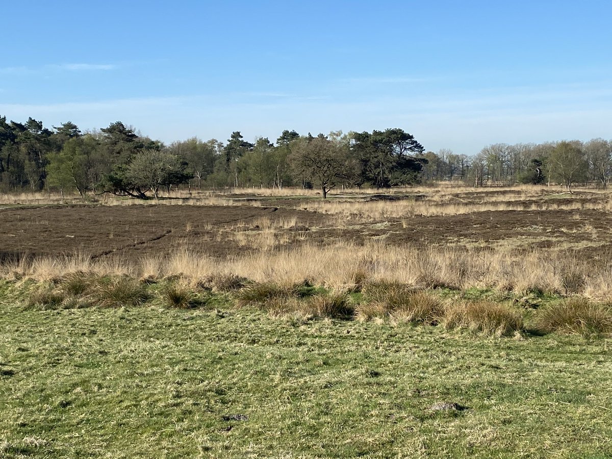 bea_koet's tweet photo. Even een rondje gelopen 28k rondom Delleboerster Heide en Diakonievene, lekker vroeg weg. Wat een prachtige wereld! #Fryslan #running #marathontraining https://t.co/yt0aW4vZBx