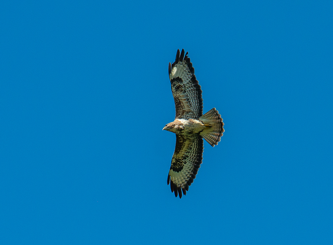 Buzzard over Bedford skies