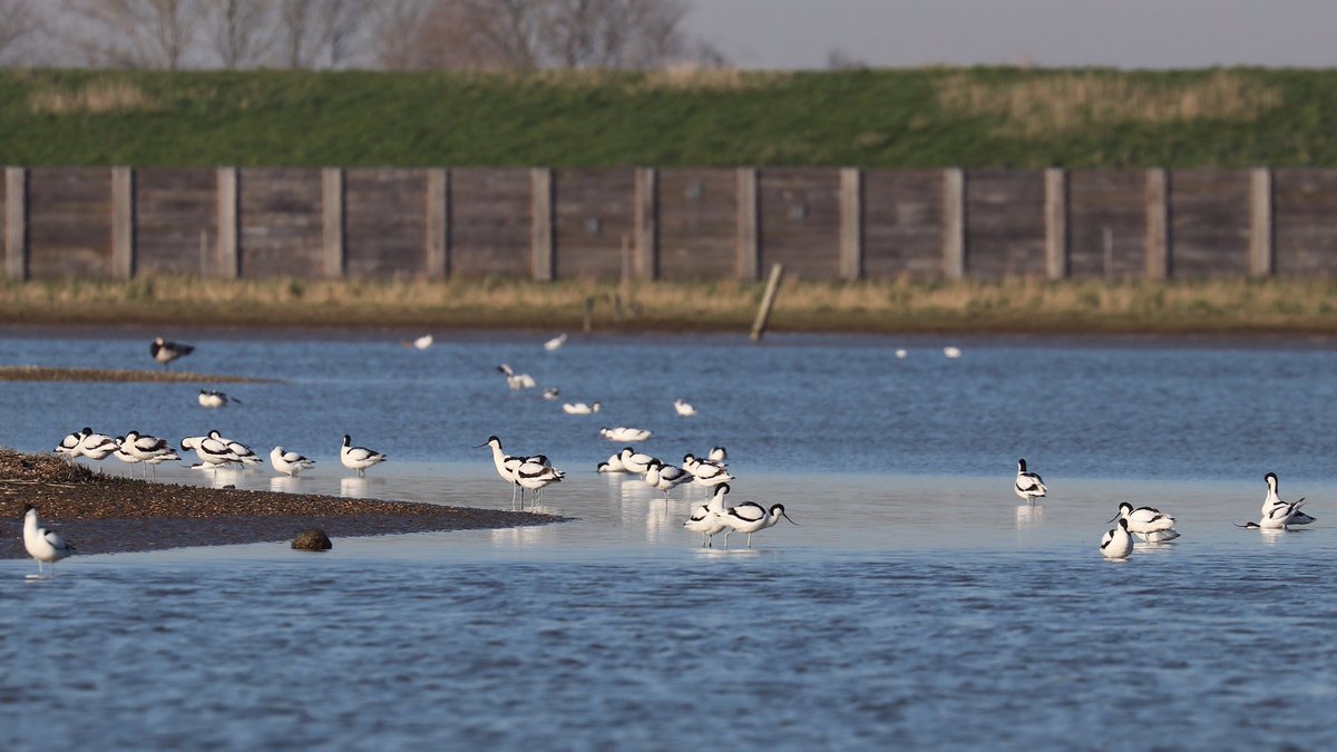 marco glastra (@marcoglastra) on Twitter photo Drukte van belang op het broedeiland in Polder Breebaart <a href="/GR_Landschap/">Het Groninger Landschap</a>. Binnen het voswerende raster kunnen de kluten en bontbekplevieren veilig broeden. Drukte van belang op het broedeiland in Polder Breebaart <a href="/GR_Landschap/">Het Groninger Landschap</a>. Binnen het voswerende raster kunnen de kluten en bontbekplevieren veilig broeden.
