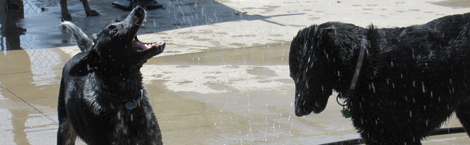 Thank you <a href="/DogDaysBuffalo/">Dog Days of Buffalo</a> for making your community stronger, you definitely deserve a #THANKSBLOCK! #Justhanks #RustBelt #Buffalo dogdaysofbuffalo.com