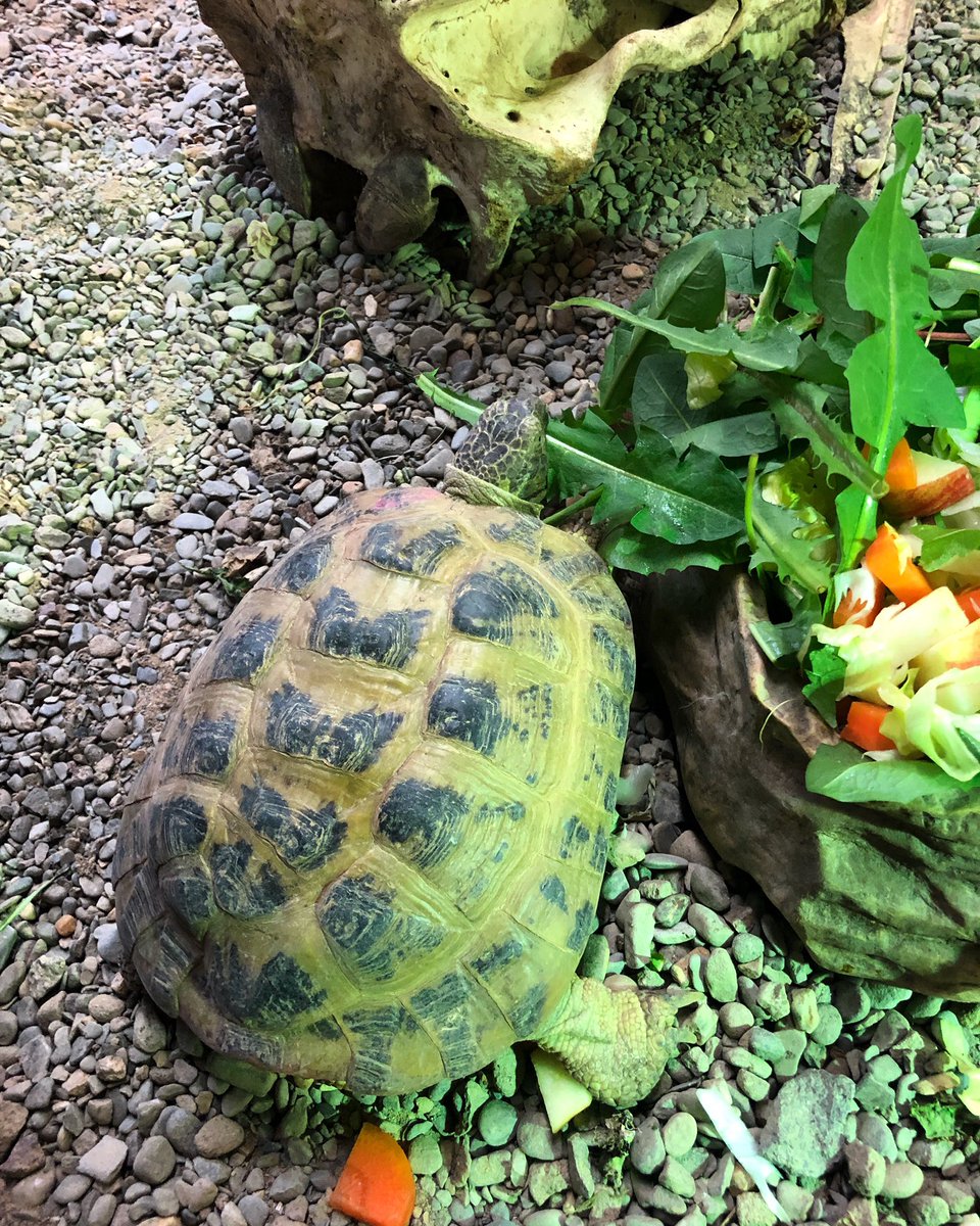 owl_welsh's tweet photo. The dandelions are coming back and our tortoises couldnt be happier about it! #tortoise #thewelshowlgardenandzoo #dandelion #horsefieldtortoise #wogaz #pictoncastlegardens #reptile #zoo #animal https://t.co/co0I9MSRCi