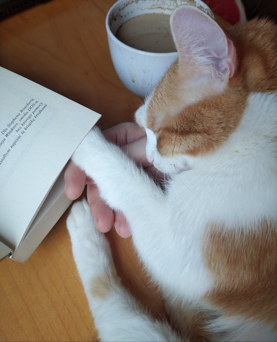 SoyGatoFederico's tweet photo. #mia #CatsOfTwitter #gatos #animales #littleprincess #hellokitty #FelizLunesDePascua #timeforcoffe https://t.co/H1fKwhZpMz