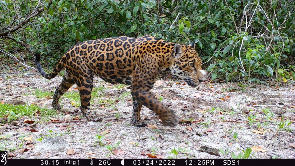 MauVila's tweet photo. ¿Se acuerdan que hace algunas semanas el equipo de la @SDSYucatan descubrió huellas de jaguar en una de nuestras reservas estatales? Pues ahora, encontramos a 2 responsables de las huellas y otros amiguitos más ... (1/2) https://t.co/A35xzrEbYz