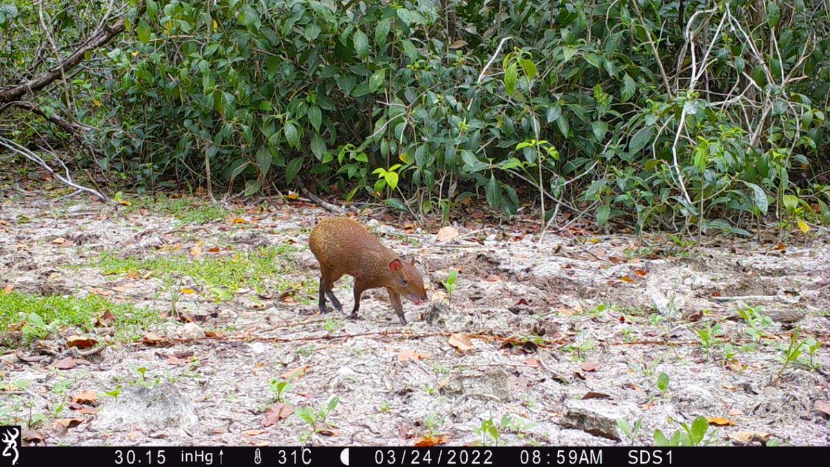 MauVila's tweet photo. ¿Se acuerdan que hace algunas semanas el equipo de la @SDSYucatan descubrió huellas de jaguar en una de nuestras reservas estatales? Pues ahora, encontramos a 2 responsables de las huellas y otros amiguitos más ... (1/2) https://t.co/A35xzrEbYz