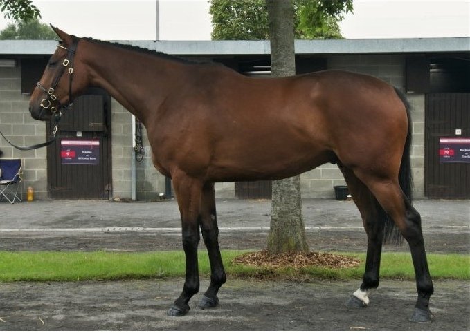 J.J Thoroughbreds tweet media