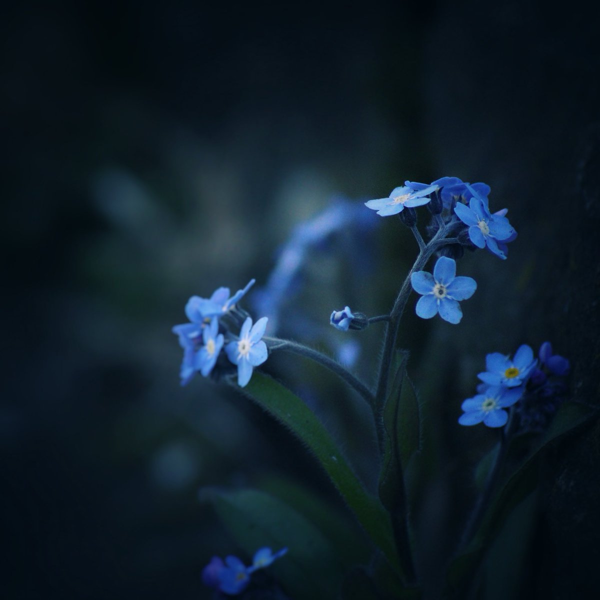 #forgetmenot 💙 #macromonday #flowerphotography #blueflowers