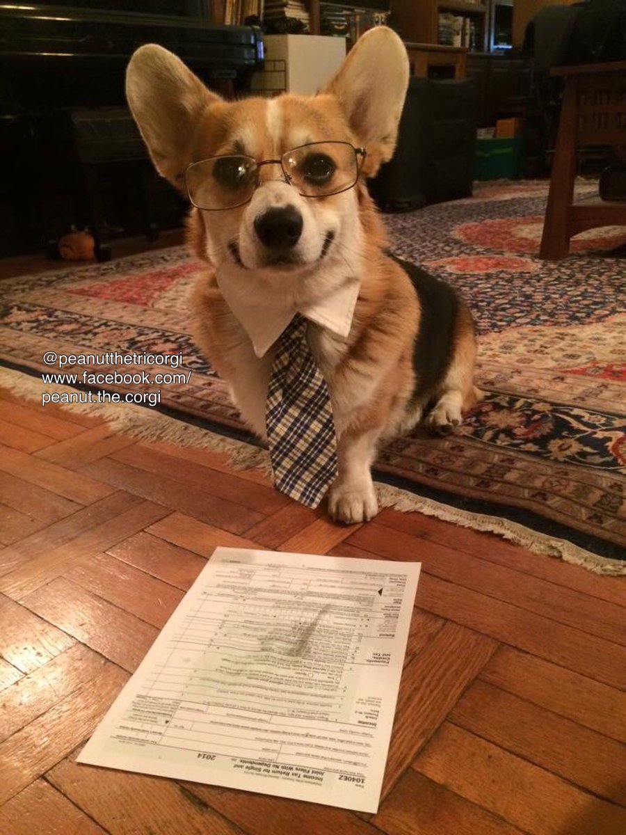 Mr. Peanut here to help you with your taxes! I work for treats! Don’t forget to file today! #TaxDay #DogsofTwittter #corgis #corgitwitter #CorgiCrew #NYC #DogsWIthJobs #cutenessOVERLOAD #Taxes #dogsrule #dogsofinstagram #corgisofinstagram #weratedogs
