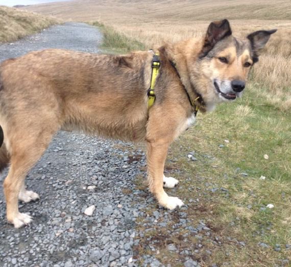 #pupdate Finn settling into his new home and enjoy long walks this #Easter  #dogstagram @DogsTrust #collie #rescuedog #rescueismyfavouritebreed #ribbleheadviaduct