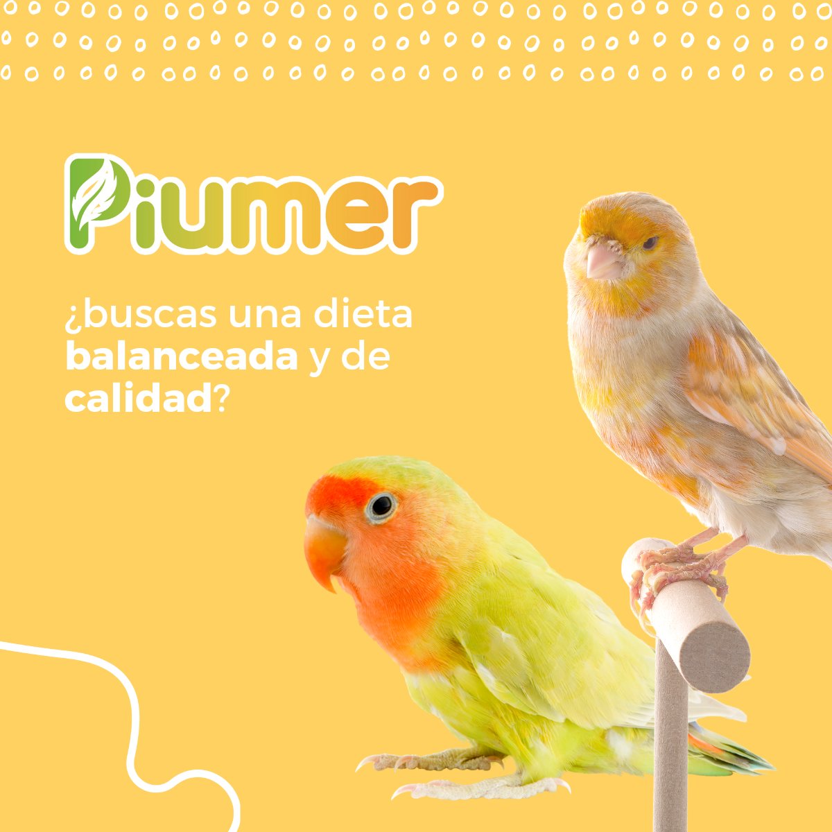 palmarlogistica's tweet photo. 🔥🔥 Estamos de estrenos 🔥🔥
Os presentamos nuestra nueva marca #Piumer🥳
🛒Puedes descubrir más en https://t.co/bULYpdDJXT
👍🏻😃Anímate a describir una nueva opción en alimentos para tus mascotas

#cuidados #nuevo #producto #tiendaonline #tiendademascotas #tiendaparaavesespaña https://t.co/jC5rQBNOeI
