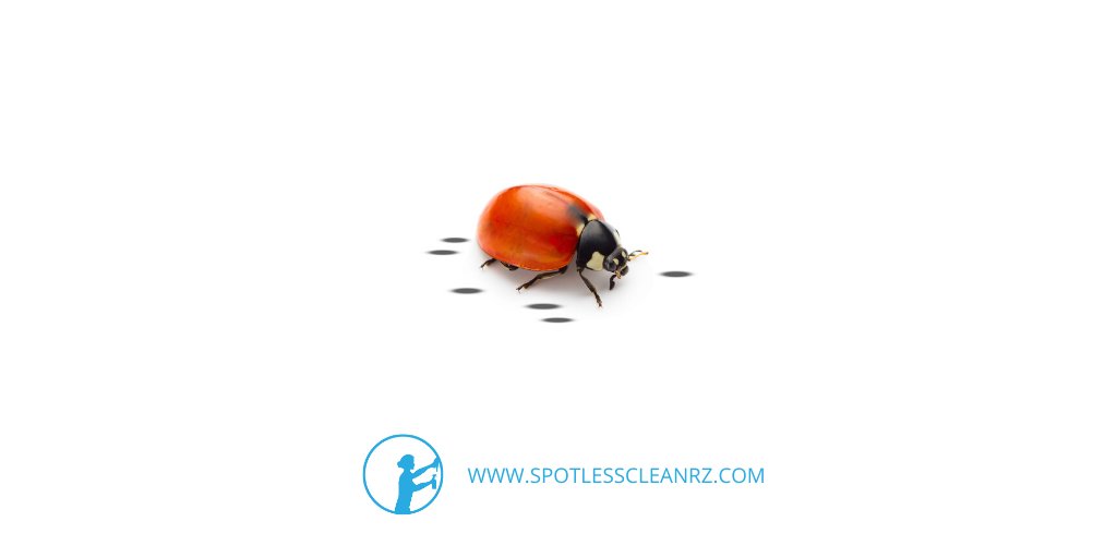 cleanrz's tweet photo. Nothing like a spotless clean!

Where a spotless clean means you don't have to clean after your cleaner.

Learn more and contact us at https://t.co/p6DxfEXSVc 👈🏻

#clean #spotlessclean #spotlesscleanrz #invermere #windermere #home #office #holidayhome #holidaycottage https://t.co/eJLER3HOQq