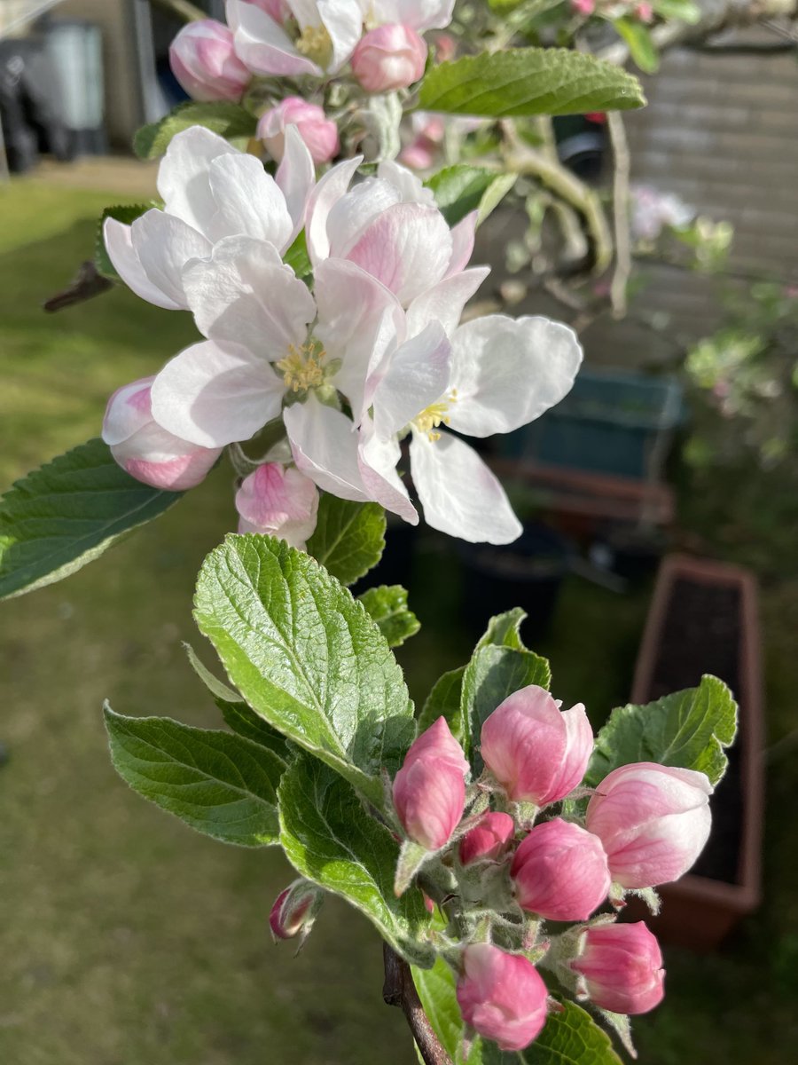 Apple blossom in our garden #springblessings