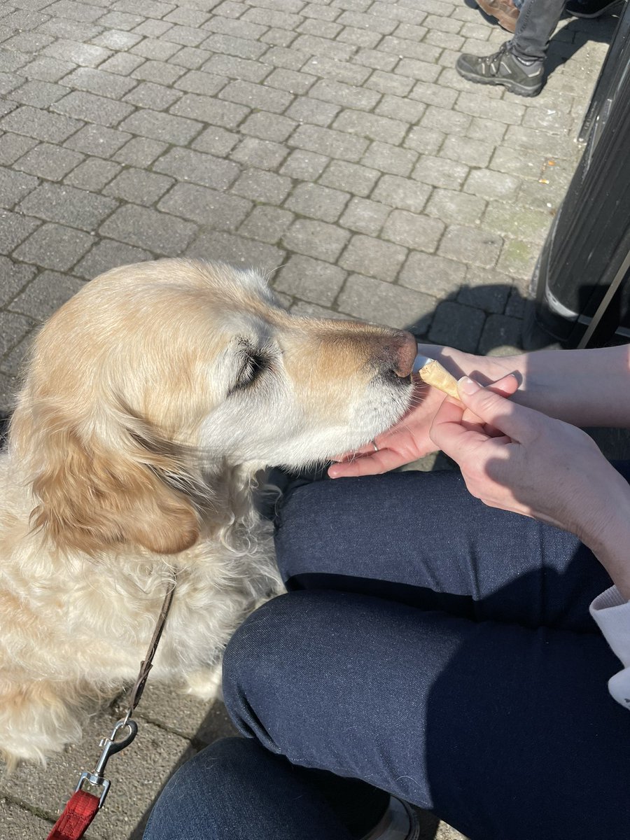 Ice creams in sun, what a lovely way to spend a bank holiday 😎🐾 <a href="/OscarKiloNine/">OscarKilo9</a> @PDHollyWbdog <a href="/GarryBotterill/">Garry Botterill CF</a> <a href="/OscarRomeo1268/">Paul Cording</a>