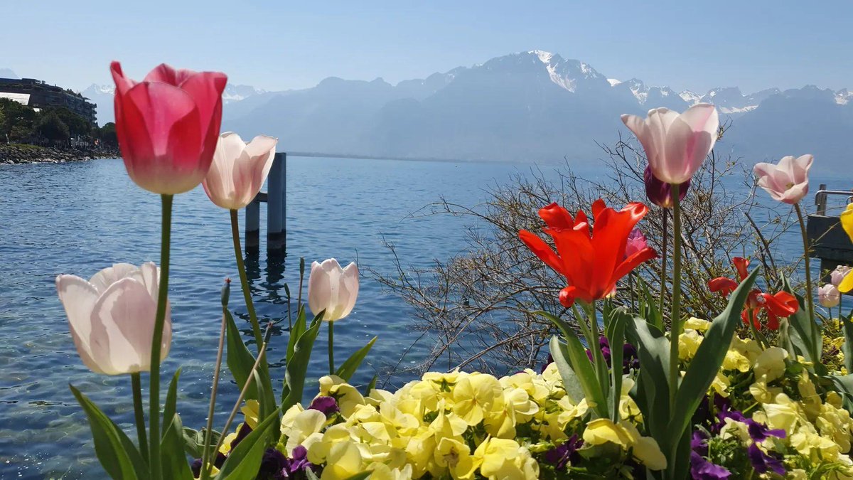 RJHBemmel's tweet photo. Wat is het toch mooi in Zwitserland....@ lac le man https://t.co/AkVr2O5Mra