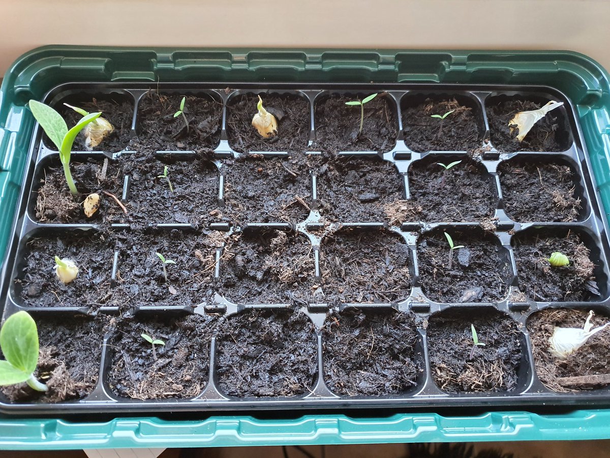 iridescentPhant's tweet photo. there was nothing here when I watered it yesterday 😊 https://t.co/9CEbKIvTBX