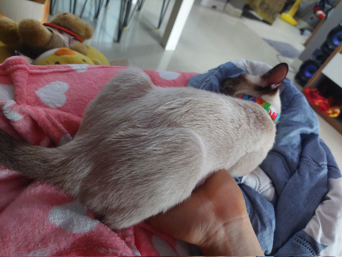 l2abbitJr's tweet image. ถามจริง กลัวนุดหายหรอ นุดนอนซม ส่วนแมวนอนทับเลย