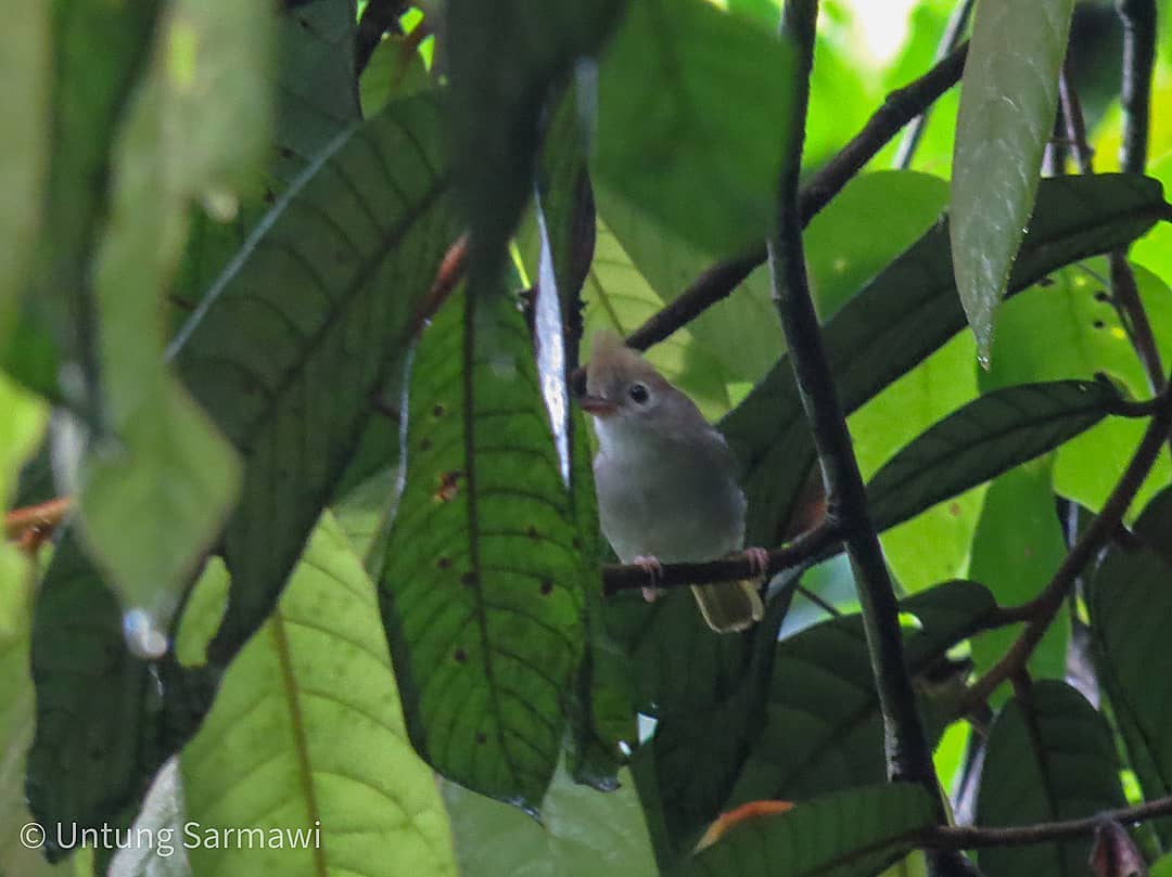 UntungSarmawi's tweet photo. Yuhina perut-putih / Erpornis zantholeuca
📍Putussibau, Kalimantan Barat https://t.co/uNOd9kCMMf