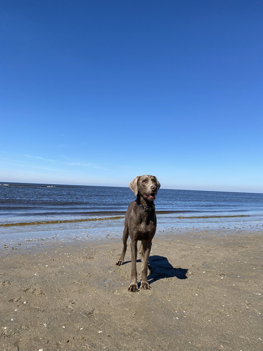 iVegasOfficial's tweet photo. @MontanaBlack Tag mit Freundin und Hund am Strand verbracht #monteostern https://t.co/yXi1k1u0IQ