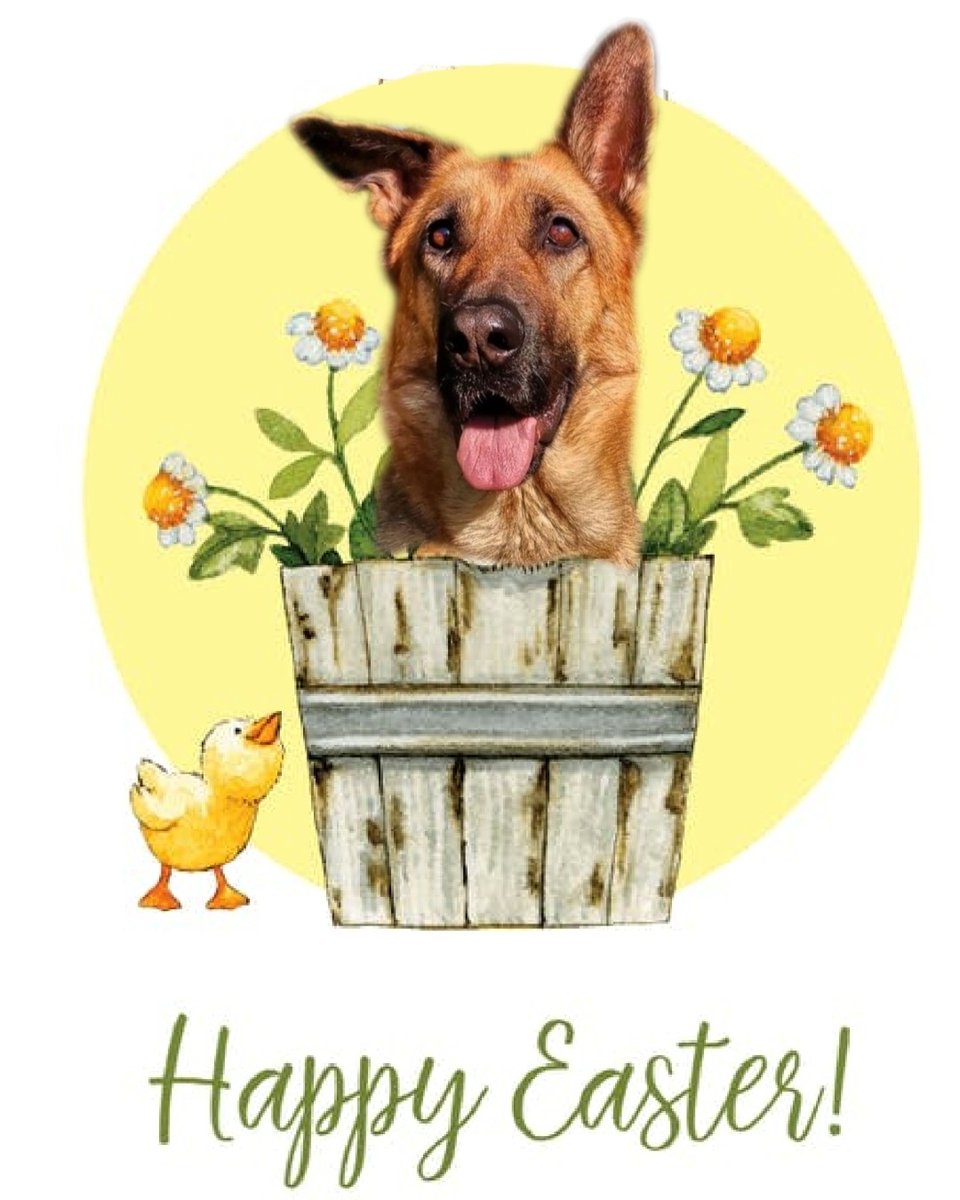 Happy Easter 🐰💐🥰🥚
#GermanShepherd #Easter