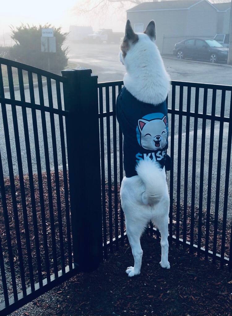 Binanceetm's tweet photo. @binance Hey,@elonmusk @HuobiGlobal @WazirXIndia @BinanceUS @kucoincom we will have our #KISHU Nfts trade card GAME soon #KISHUKINGDOM  stay tuned 🐶🎮 https://t.co/JoxA3Drmz1 https://t.co/pSMQtgUFhj