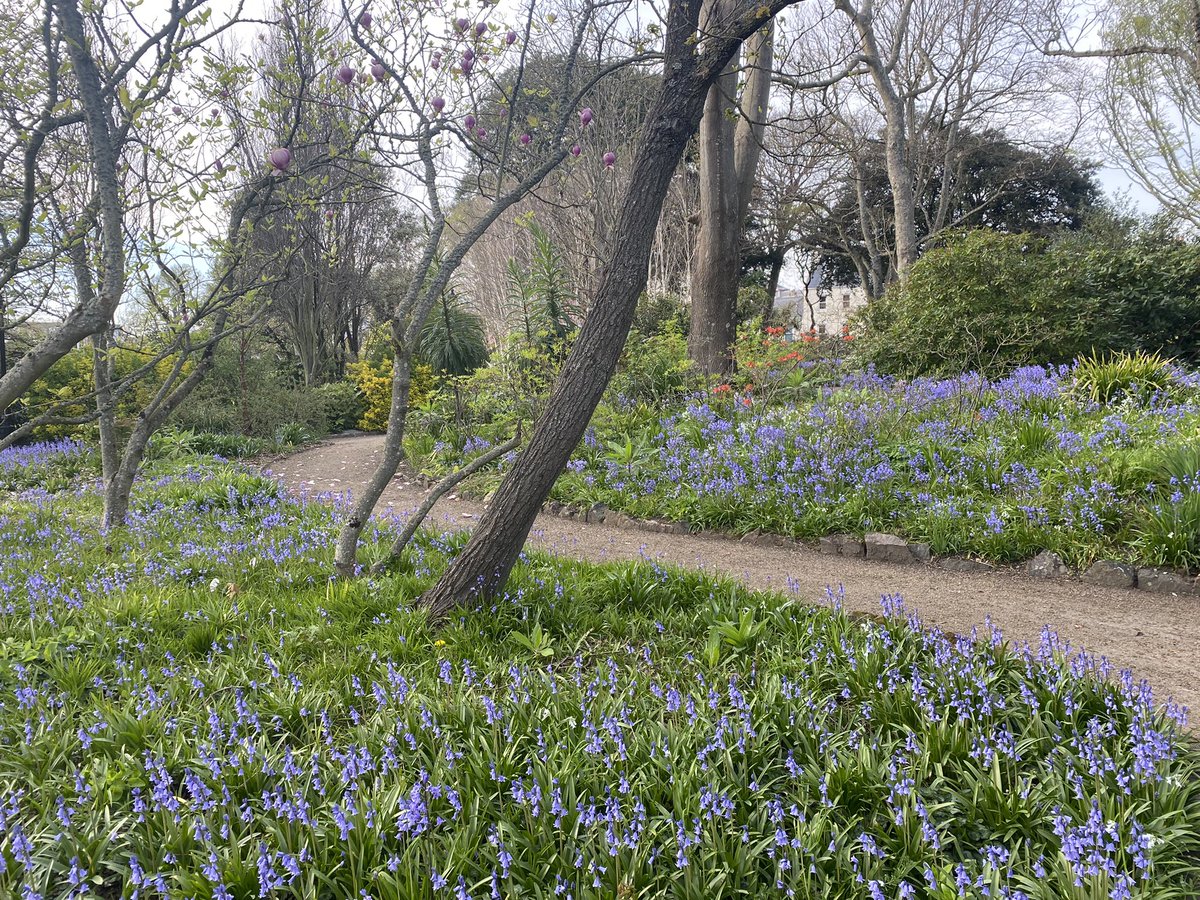 harrylbolton's tweet photo. I’m so glad I got around to finally visiting Howard Davis Park before I went home! So lush and full of life 🐝 🌺 Makes you truly appreciate our green spaces 💚
@GovJersey @JerseyBioCentre
#nature #park #bee #howarddavis #jersey #jerseyci #channelislands https://t.co/mQBDcpHq7K