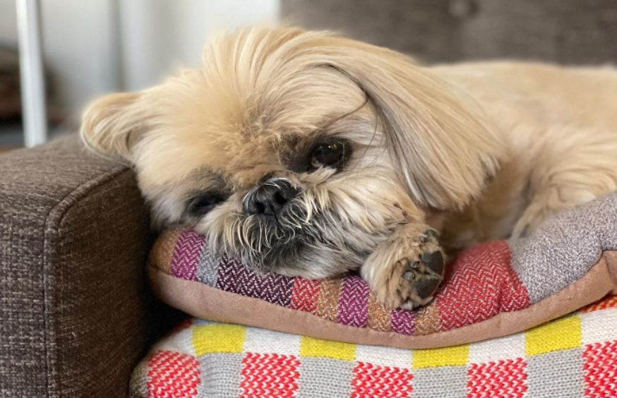 GaGMaD_COM's tweet photo. dailydougie #dailydougie #dog #dogs #doglover 

Click here for more pictures:

https://t.co/tLB6z0W7PK https://t.co/5xFkzJdaq2