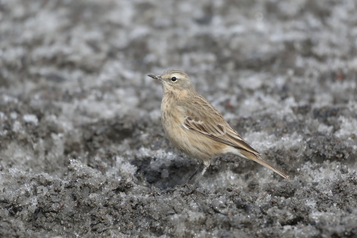 devilbirder's tweet image. Water Pipit (form coutellii), Georgia, April 2022