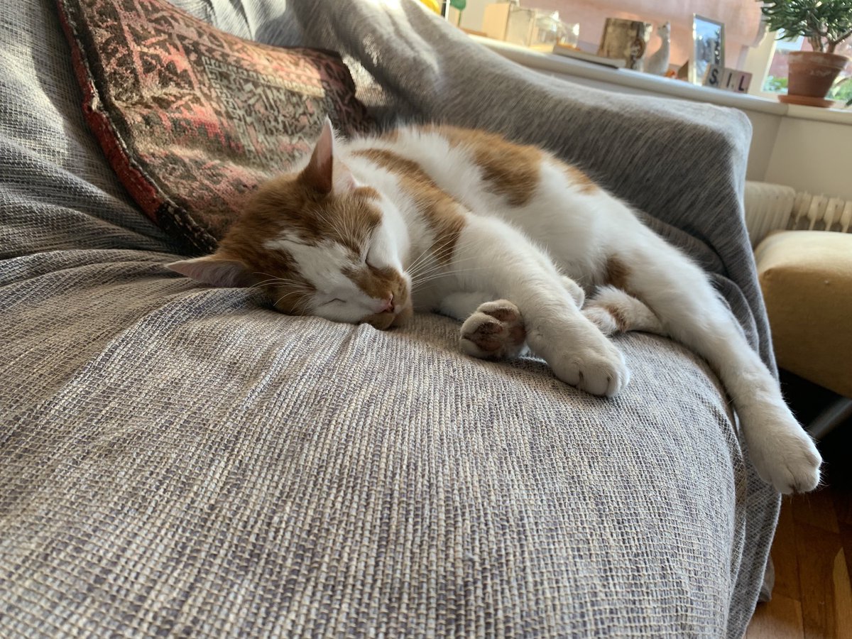 Toby the Cat (@hbo31837745) on Twitter photo 