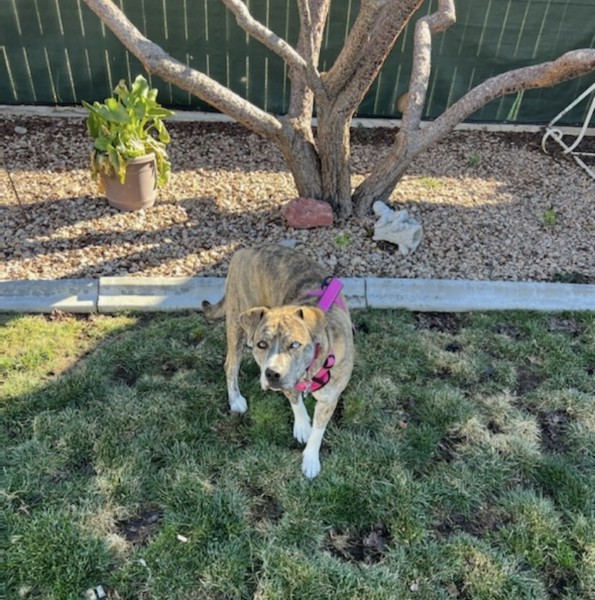 lgbrandonryan's tweet photo. Funny how #NationalPetDay is during peak shedding season? Love your pet *and* your home with LG PuriCare Aero Tower. #LGAirCare #NationalPetDay #LGUS #LGFam @LGUS
 @LGRobHansen1 @LGVerlinMoore https://t.co/Dr9HmtM4Sx