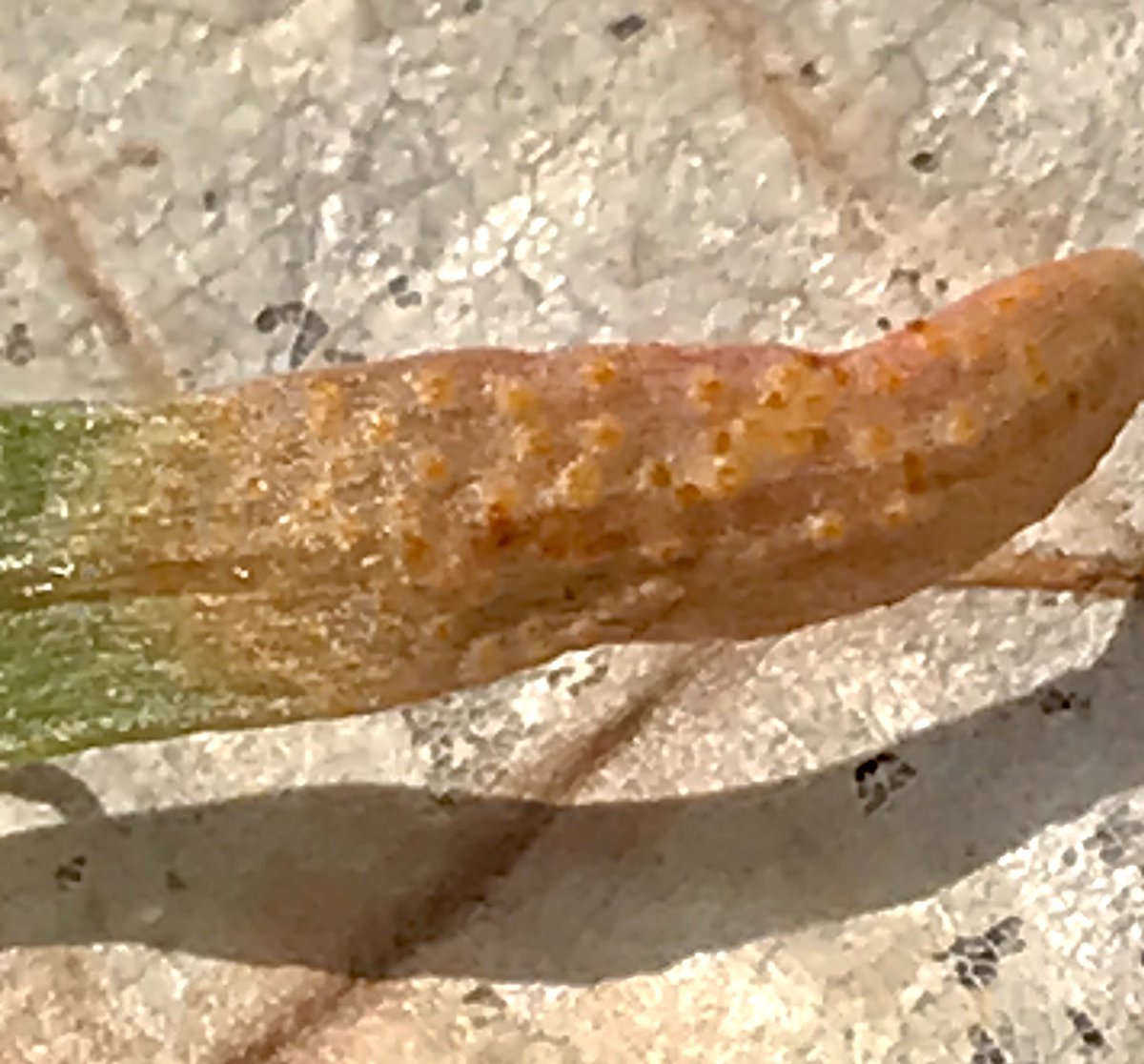 boletebill's tweet photo. Puccinia mariae-wilsoniae, Rust of Spring Beauty. Mary Wilson founded the Supremes. Just sayin’@boletebill@ecology@fungi https://t.co/Vb3usMlVvC