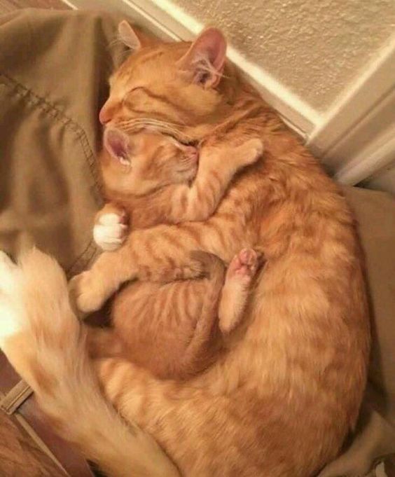 mathena869's tweet photo. cuddle time 💗 https://t.co/NFfKJqjZIv