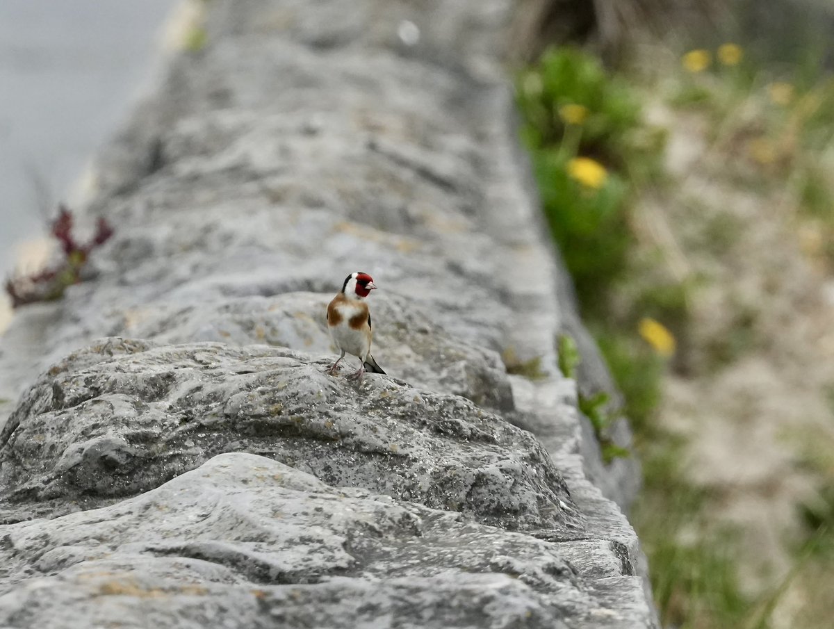 cirzh's tweet photo. Scouting for nesting material 🪺 #Goldfinches #GreenConservationStatus #Finches #birds #nature #Skerries #Fingal #TwitterNatureCommunity #BirdsSeenIn2022 @BWIFingal #birdwatching https://t.co/BpCI6EbeBn