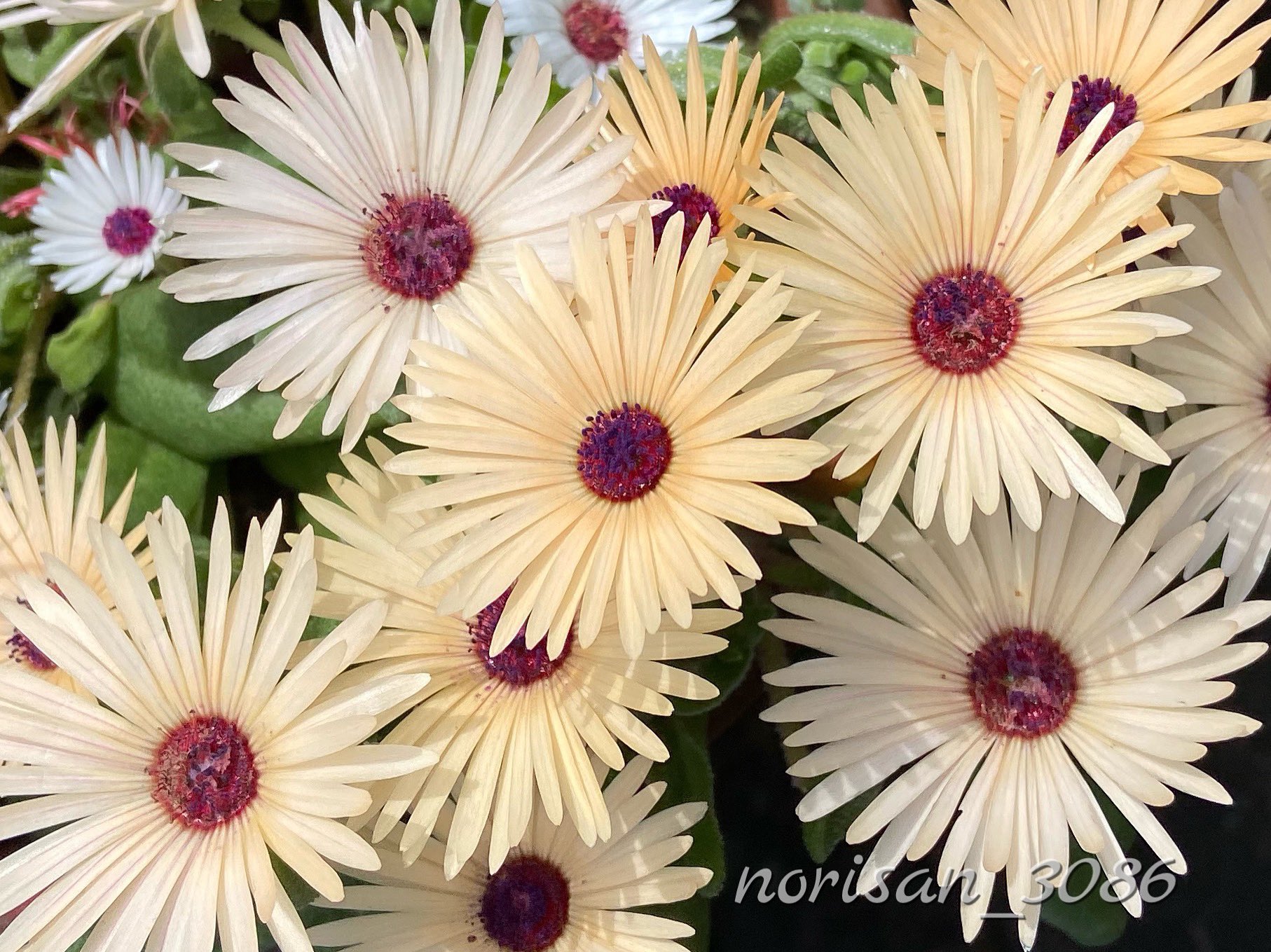 تويتر のりさん على تويتر Home Garden リビングストンデージー 日が当たると花が開き 日がかげると花を閉じるので 朝出かける時も夕方帰って来た時も花は閉じています 雨の日も花は開きません 天気の良いお休みの日にようやく見ることができました