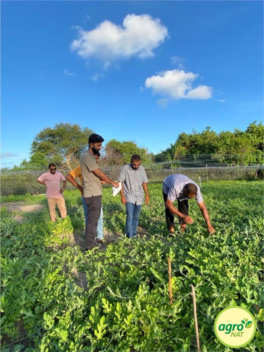 agronationalmv's tweet photo. ލ. އަތޮޅުގެ ދަނޑުތައް ބެއްލެވުމަށާ ކޮންޓްރެކްޓް ފާމިންގ މަޝްރޫޢާ ގުޅޭ މަސައްކަތްތައް ވިލަރެސްކުރެއްވުމަށް އެގްރޯނެޓުގެ އެގްރޮނޮމިސްޓް ހައްދުންމަތީ ގަމުގައި ގެންދަވަނީ ޙަރަކާތްތެރި ވަމުން. @HaroonRshdh @Fulhu_2642 @faya_i @MoFMRAmv @MoEDmv @mfmc_mv @UNDPMaldives https://t.co/9o06kLfItC